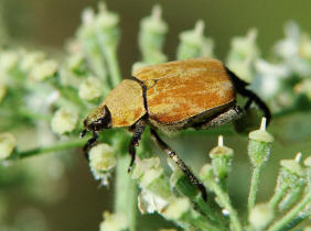 Hoplia argentea / Goldstaub-Laubkäfer (syn. Hoplia farinosa) / Blatthornkäfer - Scarabaeidae - Rutelinae