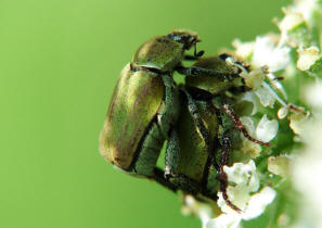 Hoplia argentea / Goldstaub-Laubkäfer (syn. Hoplia farinosa) / Blatthornkäfer - Scarabaeidae - Rutelinae