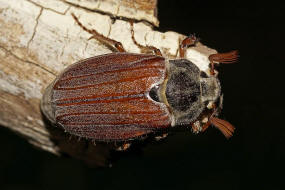 Melolontha melolontha / Feld-Maikfer / Blatthornkfer - Scarabaeidae