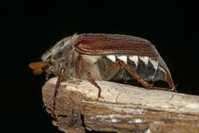 Melolontha melolontha / Feld-Maikfer / Blatthornkfer - Scarabaeidae