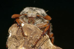 Melolontha melolontha / Feld-Maikfer / Blatthornkfer - Scarabaeidae