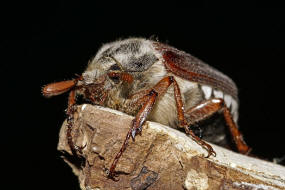 Melolontha melolontha / Feld-Maikfer / Blatthornkfer - Scarabaeidae