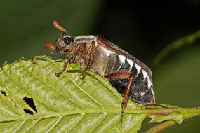 Melolontha melolontha / Feld-Maikfer / Blatthornkfer - Scarabaeidae