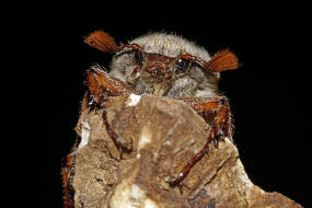 Melolontha melolontha / Feld-Maikfer / Blatthornkfer - Scarabaeidae