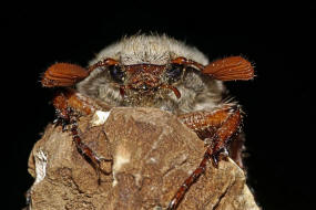 Melolontha melolontha / Feld-Maikfer / Blatthornkfer - Scarabaeidae