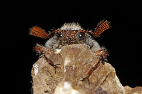 Melolontha melolontha / Feld-Maikfer / Blatthornkfer - Scarabaeidae