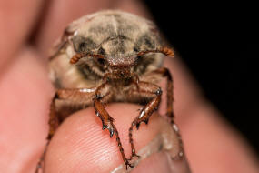 Melolontha melolontha / Feld-Maikfer / Blatthornkfer - Scarabaeidae