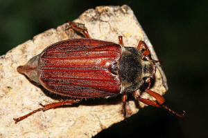 Melolontha melolontha / Feld-Maikfer / Blatthornkfer - Scarabaeidae