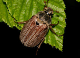 Melolontha melolontha / Feld-Maikfer / Blatthornkfer - Scarabaeidae