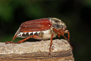 Melolontha melolontha / Feld-Maikfer / Blatthornkfer - Scarabaeidae