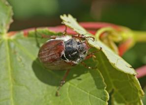 Melolontha melolontha / Feld-Maikfer / Blatthornkfer - Scarabaeidae