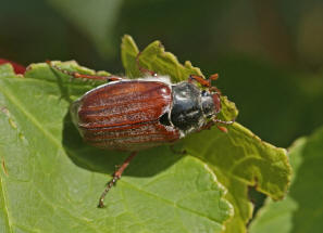 Melolontha melolontha / Feld-Maikfer / Blatthornkfer - Scarabaeidae