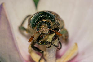 Mimela junii / Mittelmeer-Junikfer / Blatthornkfer - Scarabaeidae - Rutelinae