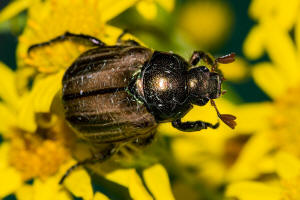 Mimela junii / Mittelmeer-Junikfer / Blatthornkfer - Scarabaeidae - Rutelinae