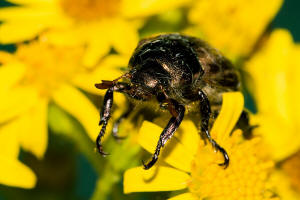 Mimela junii / Mittelmeer-Junikfer / Blatthornkfer - Scarabaeidae - Rutelinae