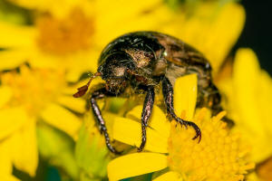 Mimela junii / Mittelmeer-Junikfer / Blatthornkfer - Scarabaeidae - Rutelinae