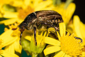 Mimela junii / Mittelmeer-Junikfer / Blatthornkfer - Scarabaeidae - Rutelinae