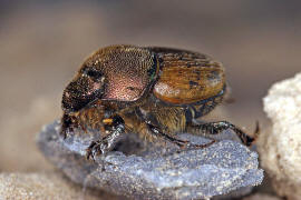 Onthophagus coenobita / Mnchs-Kotkfer / Blatthornkfer - Scarabaeidae