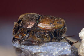 Onthophagus coenobita / Mnchs-Kotkfer / Blatthornkfer - Scarabaeidae