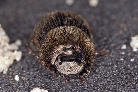 Onthophagus joannae / Ohne deutschen Namen / Blatthornkfer - Scarabaeidae