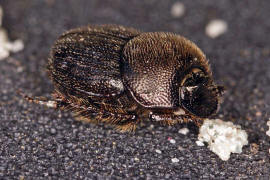 Onthophagus joannae / Ohne deutschen Namen / Blatthornkfer - Scarabaeidae