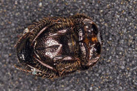 Onthophagus joannae / Ohne deutschen Namen / Blatthornkfer - Scarabaeidae