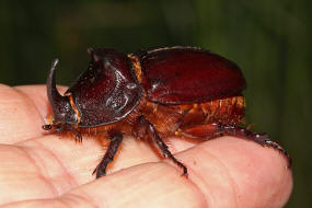 Oryctes nasicornis / Nashornkfer / Blatthornkfer - Scarabaeidae - Dynastinae - "Riesenkfer"