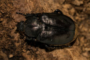 Osmoderma barnabita / stlicher Juchtenkfer / Blatthornkfer - Scarabaeidae - Cetoniinae