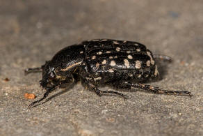 Oxythyrea cinctella (Schaum, 1841) / stlicher Trauer-Rosenkfer / Blatthornkfer - Scarabaeidae - Cetoniinae