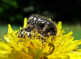 Oxythyrea funesta / Trauer-Rosenkfer / Blatthornkfer - Scarabaeidae - Cetoniinae