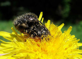 Oxythyrea funesta / Trauer-Rosenkfer / Blatthornkfer - Scarabaeidae - Cetoniinae