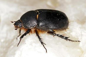 Pentodon idiota Herbst, 1789 / Blatthornkfer - Scarabaeidae - Dynastinae - "Riesenkfer"