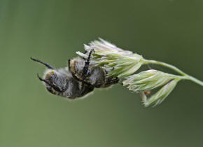 Phyllopertha horticola / Gartenlaubkfer / Blatthornkfer - Scarabaeidae - Rutelinae