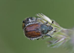 Phyllopertha horticola / Gartenlaubkfer / Blatthornkfer - Scarabaeidae - Rutelinae