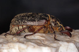 Polyphylla naxiana / Ohne deutschen Namen / Blatthornkfer - Scarabaeidae - Melolonthinae