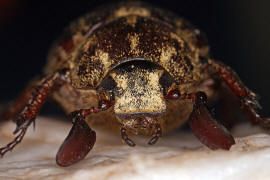 Polyphylla naxiana / Ohne deutschen Namen / Blatthornkfer - Scarabaeidae - Melolonthinae