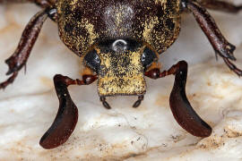 Polyphylla naxiana / Ohne deutschen Namen / Blatthornkfer - Scarabaeidae - Melolonthinae