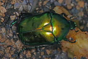 Protaetia speciosissima / Groer Rosenkfer / Blatthornkfer - Scarabaeidae - Cetoniinae
