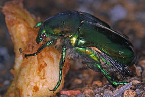 Protaetia speciosissima / Groer Rosenkfer / Blatthornkfer - Scarabaeidae - Cetoniinae