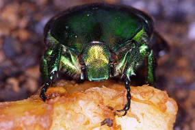 Protaetia speciosissima / Groer Rosenkfer / Blatthornkfer - Scarabaeidae - Cetoniinae