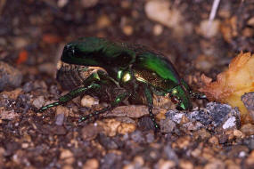 Protaetia speciosissima / Groer Rosenkfer / Blatthornkfer - Scarabaeidae - Cetoniinae