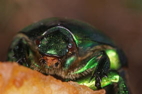 Protaetia speciosissima / Groer Rosenkfer / Blatthornkfer - Scarabaeidae - Cetoniinae