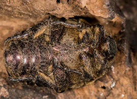 Protaetia cuprea / Kupfer-Rosenkäfer / Blatthornkäfer - Scarabaeidae - Cetoniinae