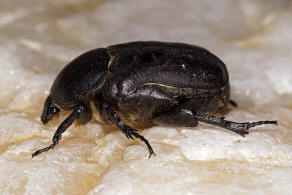 Protaetia vidua (Gory & Percheron, 1833) / Blatthornkfer - Scarabaeidae - Cetoniinae