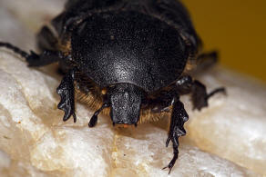 Protaetia vidua (Gory & Percheron, 1833) / Blatthornkfer - Scarabaeidae - Cetoniinae