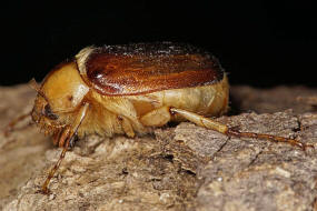 Rhizotrogus aestivus / Gelbbrauner Brachkfer / Blatthornkfer - Scarabaeidae - Melolonthinae