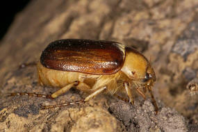 Rhizotrogus aestivus / Gelbbrauner Brachkfer / Blatthornkfer - Scarabaeidae - Melolonthinae