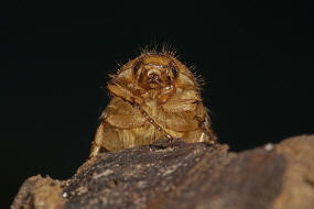 Rhizotrogus aestivus / Gelbbrauner Brachkfer / Blatthornkfer - Scarabaeidae - Melolonthinae