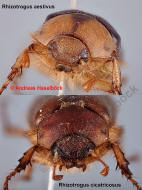 Vergleich Rhizotrogus aestivus / Rhizotrogus cicatricosus / Blatthornkfer - Scarabaeidae - Melolonthinae