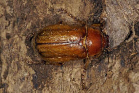 Rhizotrogus cicatricosus / Ohne deutschen Namen / Blatthornkfer - Scarabaeidae - Melolonthinae